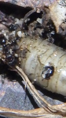 Tetramorium