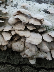 Trichaptum subchartaceum