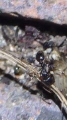 Tetramorium