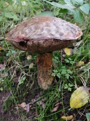 Suillellus luridus