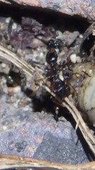 Tetramorium