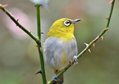 Zosterops palpebrosus