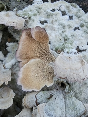 Trichaptum subchartaceum