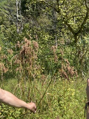 Anthephora pubescens