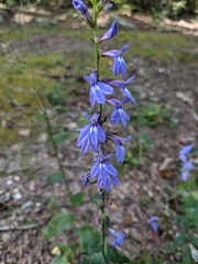 Lobelia