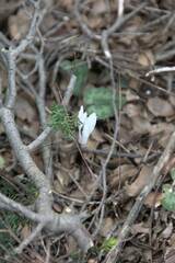 Cyclamen creticum