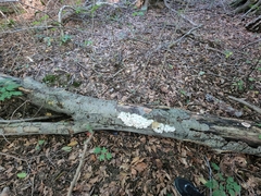 Trichaptum subchartaceum