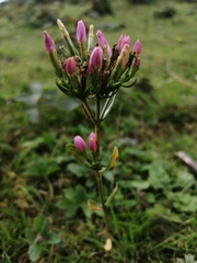 Centaurium