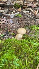 Cortinarius caperatus
