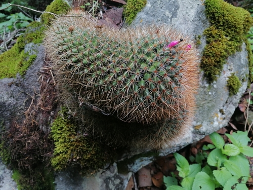 Image of Mammillaria rhodantha by (c) Erick Vélez Sánchez, some rights reserved (CC BY)