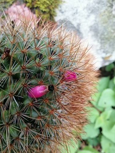 Image of Mammillaria rhodantha by (c) Erick Vélez Sánchez, some rights reserved (CC BY)