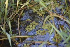Salvinia