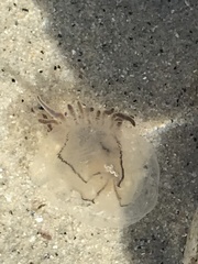 Polyorchis penicillatus