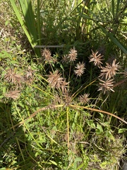 Cyperus