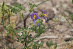 Solanum citrullifolium