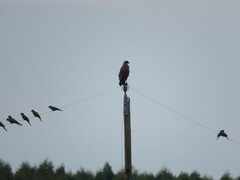 Buteogallus meridionalis