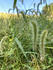 Setaria faberi