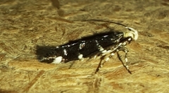 Gelechiini