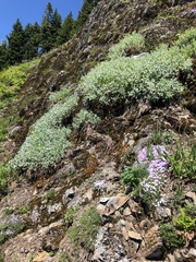 Phlox diffusa