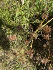 Cyperus