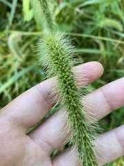 Setaria faberi