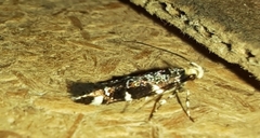 Gelechiini