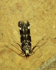 Gelechiini