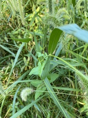 Setaria faberi