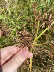 Cyperus