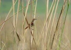 Certhiaxis cinnamomeus