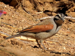 Emberiza capensis