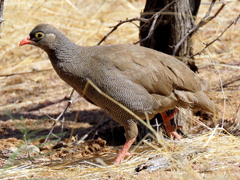 Pternistis adspersus
