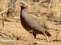 Pternistis adspersus