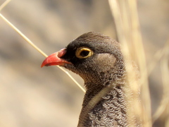Pternistis adspersus