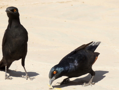 Onychognathus nabouroup