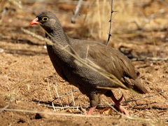 Pternistis adspersus