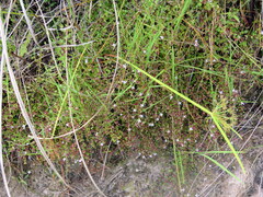Oldenlandia salzmannii