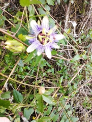 Passiflora caerulea