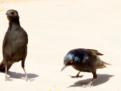 Onychognathus nabouroup