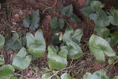 Arisarum vulgare