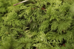 Thuidium tamariscinum