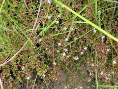 Oldenlandia salzmannii