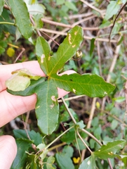 Passiflora caerulea