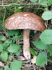 Boletus reticulatus