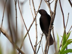 Agelasticus cyanopus