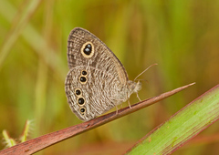 Ypthima lisandra