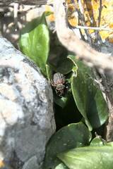 Brachycerus