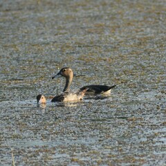 Dendrocygna javanica