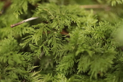 Thuidium tamariscinum