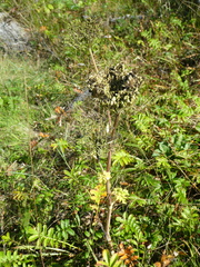 Angelica lucida